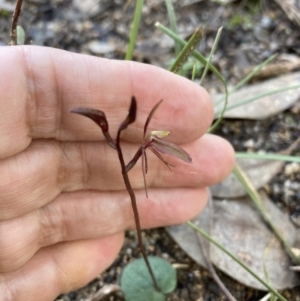 Cyrtostylis reniformis at suppressed - suppressed