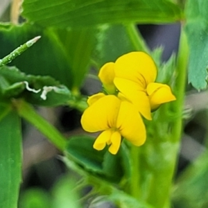 Medicago polymorpha at O'Connor, ACT - 19 Sep 2023 11:50 AM