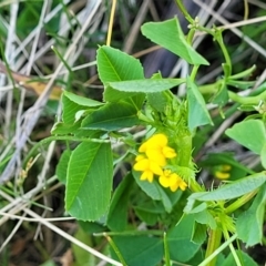 Medicago polymorpha at O'Connor, ACT - 19 Sep 2023 11:50 AM