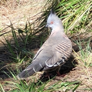 Ocyphaps lophotes at O'Connor, ACT - 19 Sep 2023