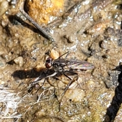 Unidentified Other true fly at O'Connor, ACT - 19 Sep 2023 by trevorpreston