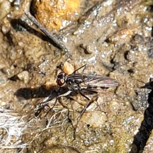 Ephydridae (family) at O'Connor, ACT - 19 Sep 2023 11:44 AM