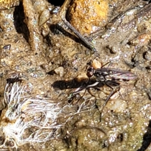 Ephydridae (family) at O'Connor, ACT - 19 Sep 2023 11:44 AM