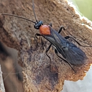 Braconidae (family) at O'Connor, ACT - 19 Sep 2023