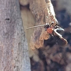 Braconidae (family) at O'Connor, ACT - 19 Sep 2023 11:41 AM