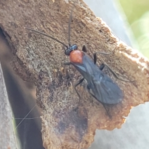 Braconidae (family) at O'Connor, ACT - 19 Sep 2023 11:41 AM