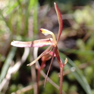 Cyrtostylis reniformis at suppressed - suppressed