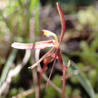 Cyrtostylis reniformis (Common Gnat Orchid) at Beechworth, VIC - 1 Sep 2023 by AnneG1