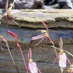 Cyrtostylis reniformis at suppressed - suppressed