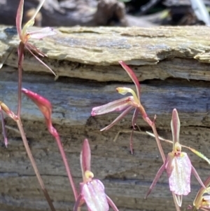 Cyrtostylis reniformis at suppressed - suppressed