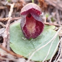 Corysanthes incurva (Slaty Helmet Orchid) at Beechworth, VIC - 1 Sep 2023 by AnneG1