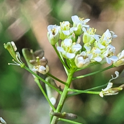 Capsella bursa-pastoris (Shepherd's Purse) at O'Connor, ACT - 19 Sep 2023 by trevorpreston