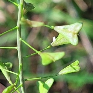 Capsella bursa-pastoris at O'Connor, ACT - 19 Sep 2023