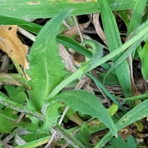 Capsella bursa-pastoris at O'Connor, ACT - 19 Sep 2023