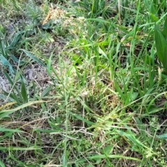 Capsella bursa-pastoris at O'Connor, ACT - 19 Sep 2023