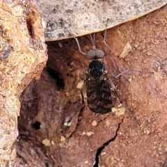 Sylvicola dubius (Wood-gnat) at O'Connor, ACT - 19 Sep 2023 by trevorpreston