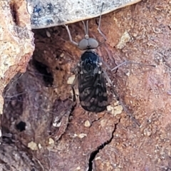 Sylvicola dubius at O'Connor, ACT - 19 Sep 2023