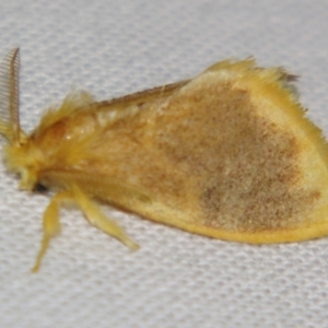 Euproctis fimbriata at suppressed - suppressed