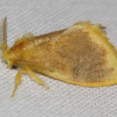Euproctis fimbriata (A Noctuid moth (Lymantriinae)) at Sheldon, QLD - 10 Aug 2007 by PJH123