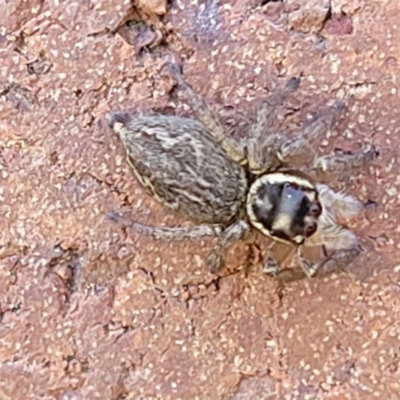 Maratus griseus (Jumping spider) at Lyneham, ACT - 19 Sep 2023 by trevorpreston