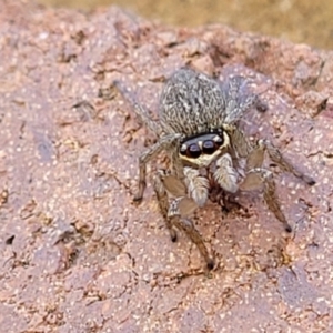 Maratus griseus at Lyneham, ACT - 19 Sep 2023 11:19 AM