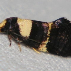 Eupselia anommata (A Gelechioid moth (Hypertrophidae)) at Sheldon, QLD - 10 Aug 2007 by PJH123