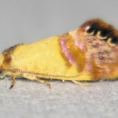 Eupselia beltera (A Gelechioid moth) at Sheldon, QLD - 10 Aug 2007 by PJH123
