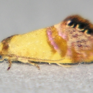 Eupselia beltera at suppressed - suppressed