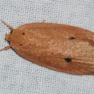 Garrha (genus) at Sheldon, QLD - 10 Aug 2007