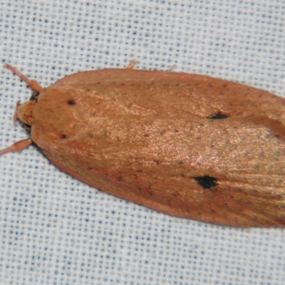 Garrha (genus) (A Concealer moth (Wingia Group)) at Sheldon, QLD - 10 Aug 2007 by PJH123