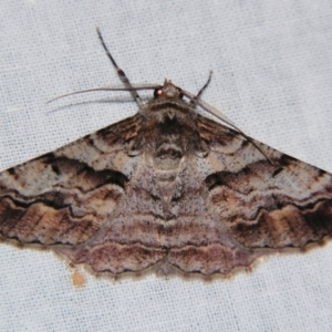 Gastrinodes bitaeniaria at Sheldon, QLD - suppressed