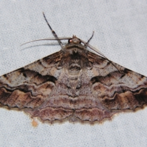 Gastrinodes bitaeniaria (Buff Bark Moth) at suppressed by PJH123