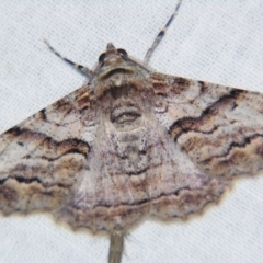 Gastrinodes bitaeniaria at Sheldon, QLD - suppressed