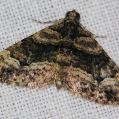 Eucymatoge peplodes (Peplodes Carpet) at Sheldon, QLD - 10 Aug 2007 by PJH123