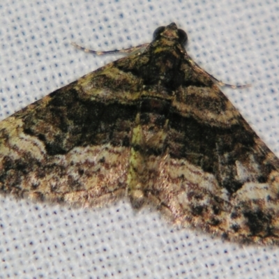 Eucymatoge peplodes (Peplodes Carpet) at Sheldon, QLD - 10 Aug 2007 by PJH123