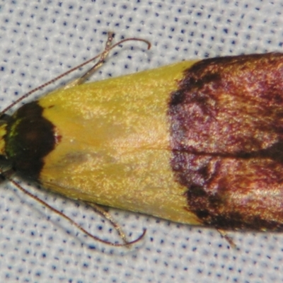 Heteroteucha dichroella (A Concealer moth (Wingia Group)) at Sheldon, QLD - 10 Aug 2007 by PJH123