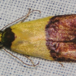 Heteroteucha dichroella (A Concealer moth (Wingia Group)) at suppressed by PJH123