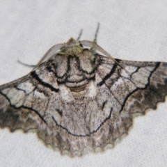 Hypobapta diffundens (Diffundens Grey) at Sheldon, QLD - 10 Aug 2007 by PJH123