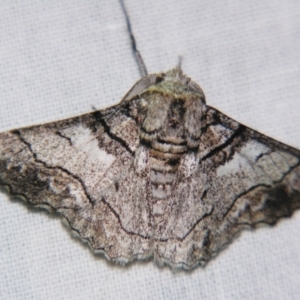 Hypobapta diffundens at Sheldon, QLD - 10 Aug 2007