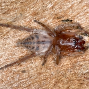 Clubiona sp. (genus) at Ainslie, ACT - 14 Sep 2023