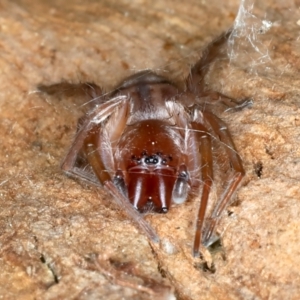 Clubiona sp. (genus) at Ainslie, ACT - 14 Sep 2023 12:00 AM