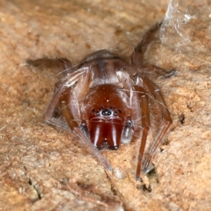 Clubiona sp. (genus) at Ainslie, ACT - 14 Sep 2023