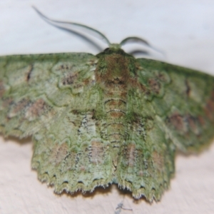 Hypodoxa conspurcata at Sheldon, QLD - 10 Aug 2007