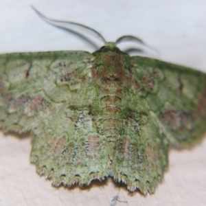 Hypodoxa conspurcata (A Textured emerald) at suppressed by PJH123