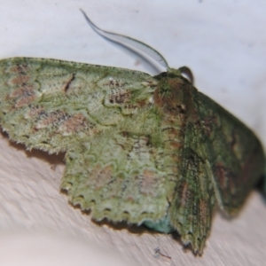 Hypodoxa conspurcata at Sheldon, QLD - 10 Aug 2007