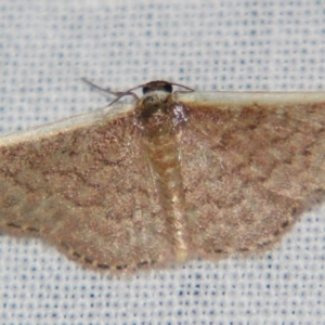 Idaea inversata at Sheldon, QLD - suppressed