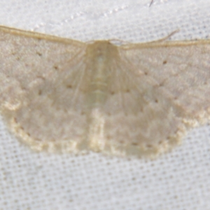 Idaea philocosma at Sheldon, QLD - suppressed