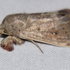 Leucania dasycnema (Southern Noctuid) at Sheldon, QLD - 10 Aug 2007 by PJH123