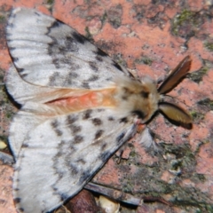 Lymantria antennata (A Noctuid moth (Eribidae)) at Sheldon, QLD - 10 Aug 2007 by PJH123