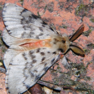 Lymantria antennata (A Noctuid moth (Eribidae)) at Sheldon, QLD - 10 Aug 2007 by PJH123